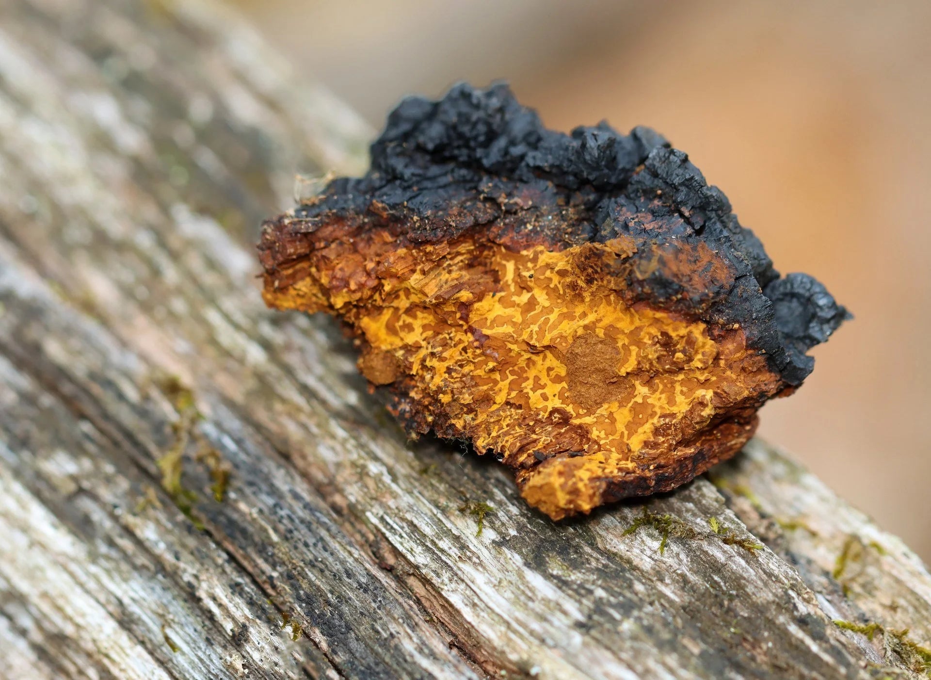 Close-up of a chaga mushroom on a tree branch