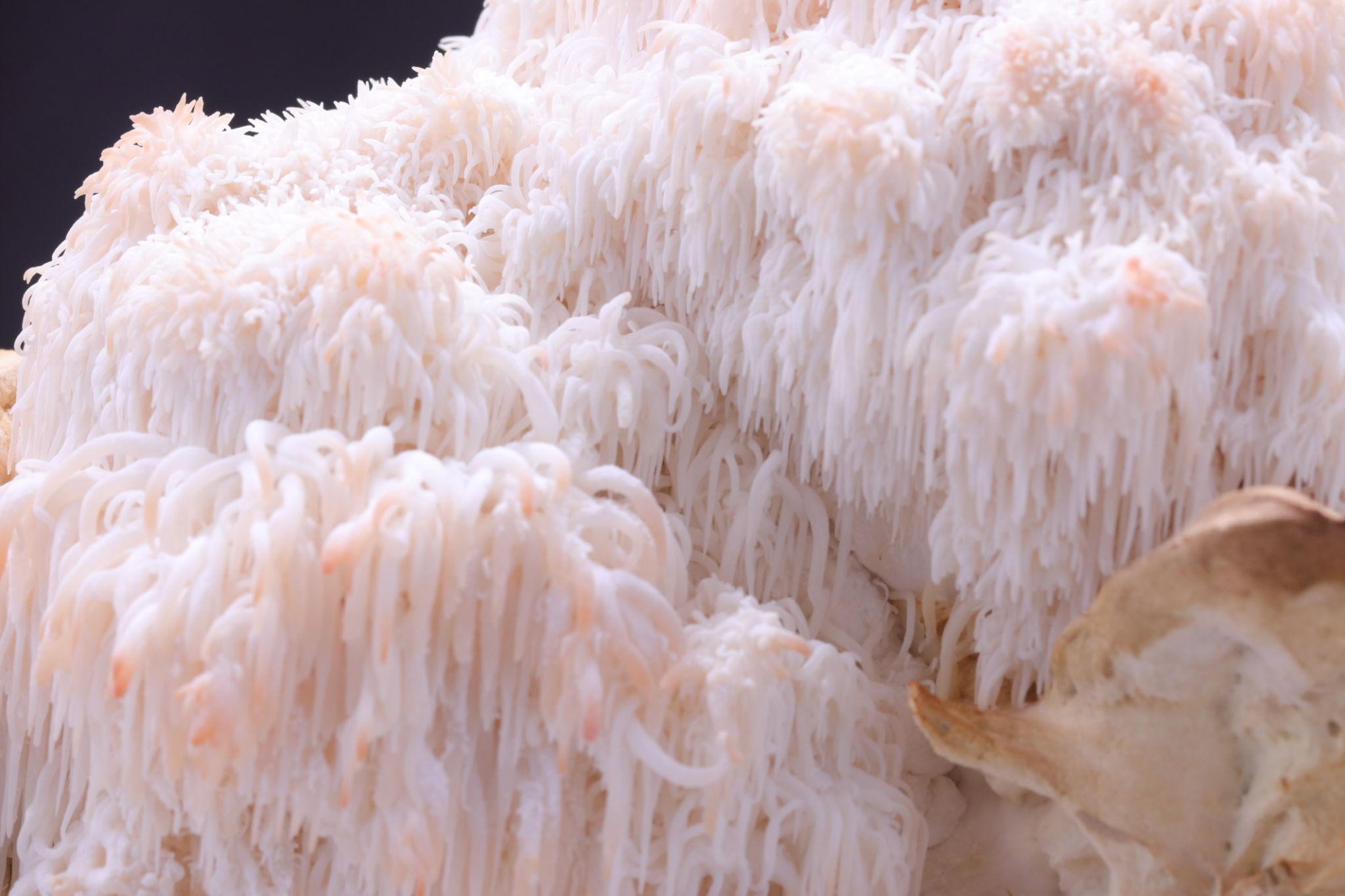 Close-up of a Lions Mane mushroom with a dark background