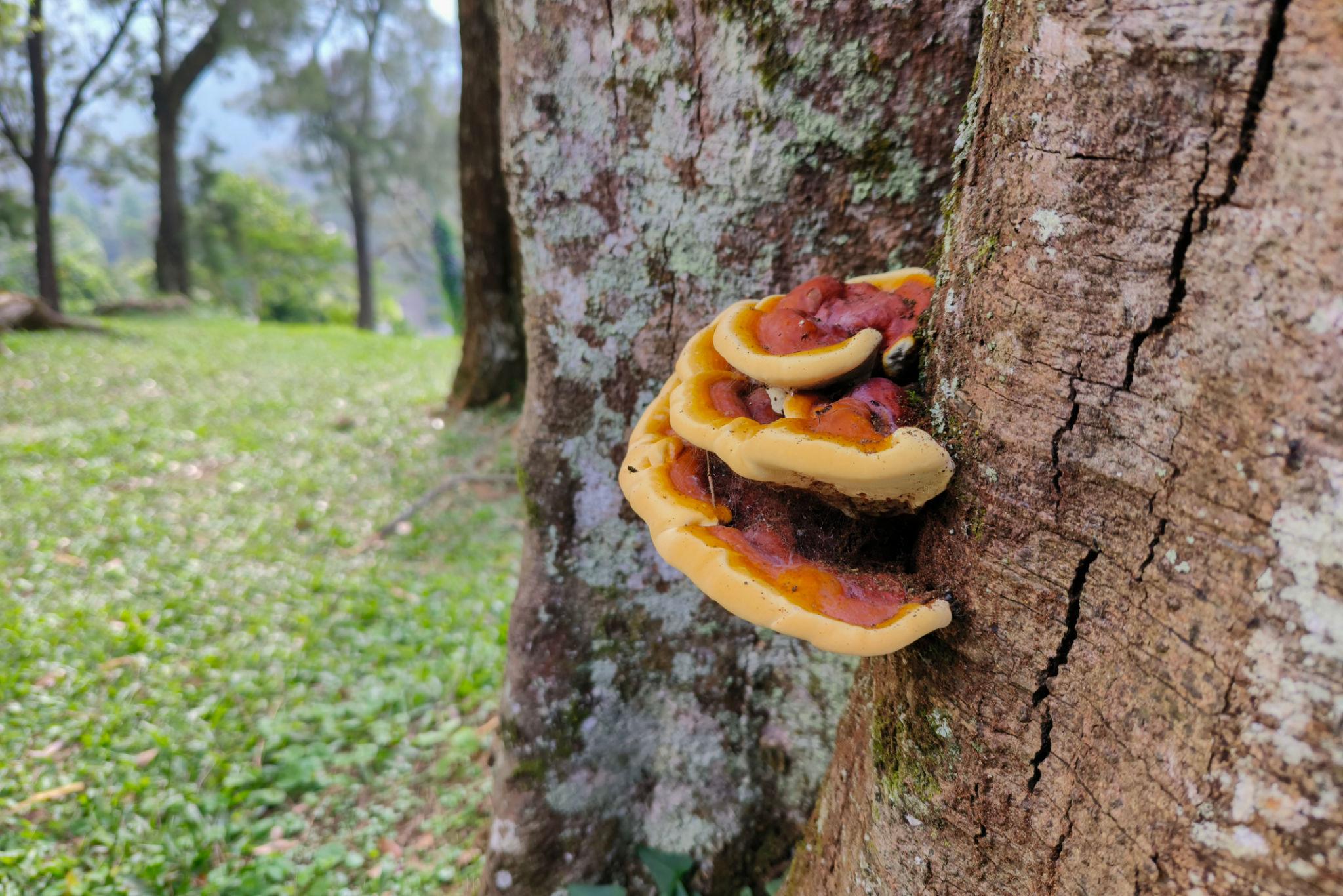 Reishi fungus growing on a tree trunk in a park setting