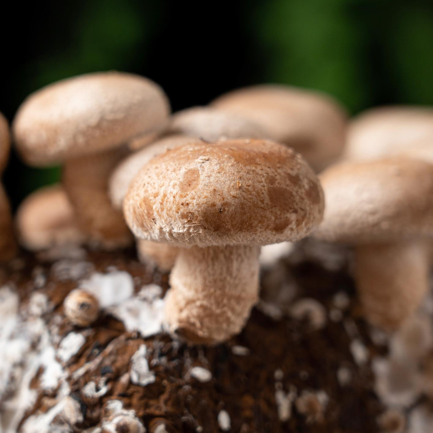 Close-up of Shittake mushrooms growing on a tree stump with a blurred natural background