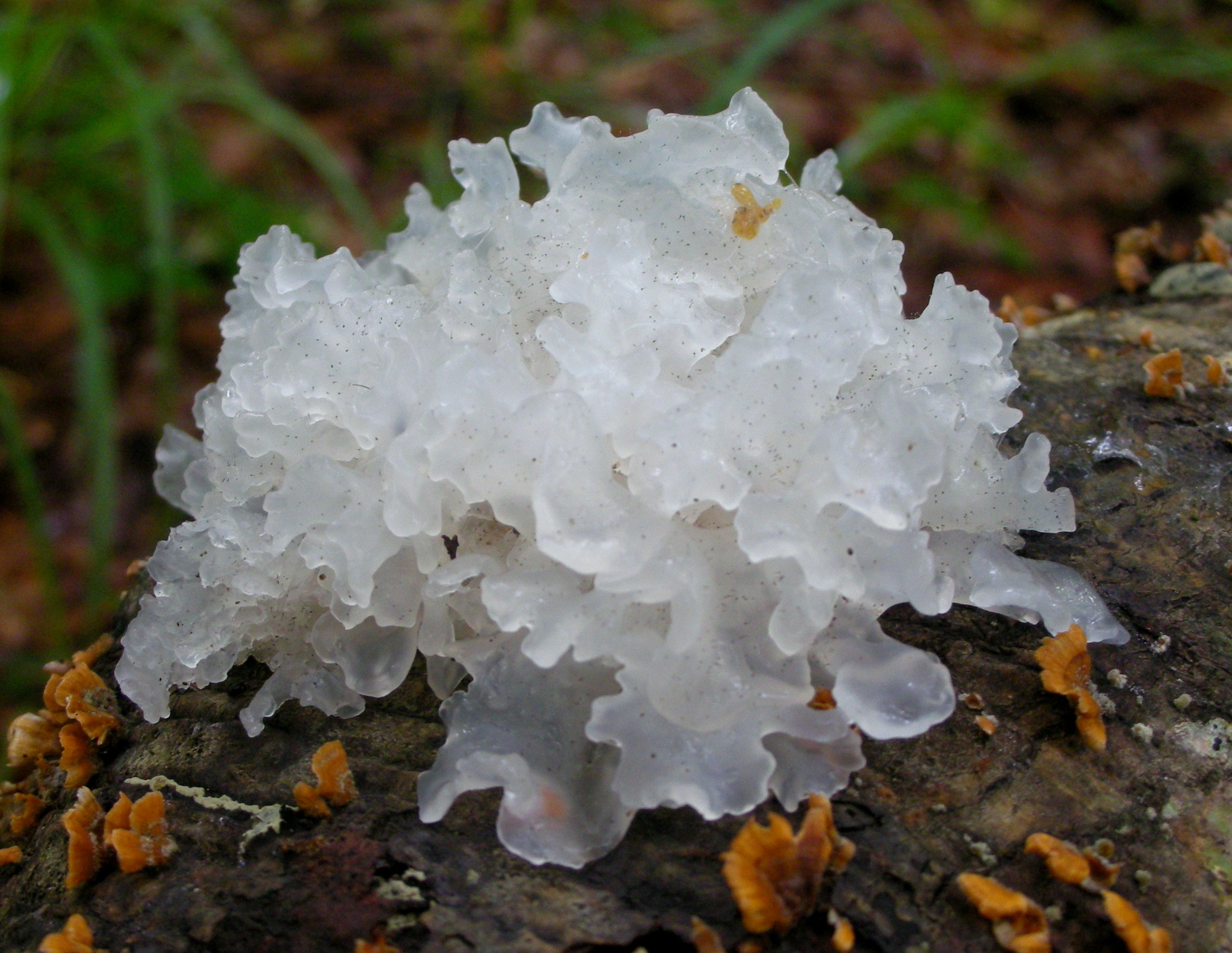 Tremella_fuciformis fungus on a tree stump with green grass in the background