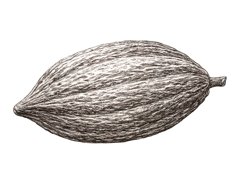Black and white illustration of a cacao bean